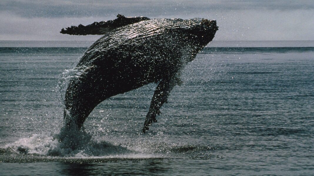 SUI, STX Outperform as BTC Whales Position for Gains