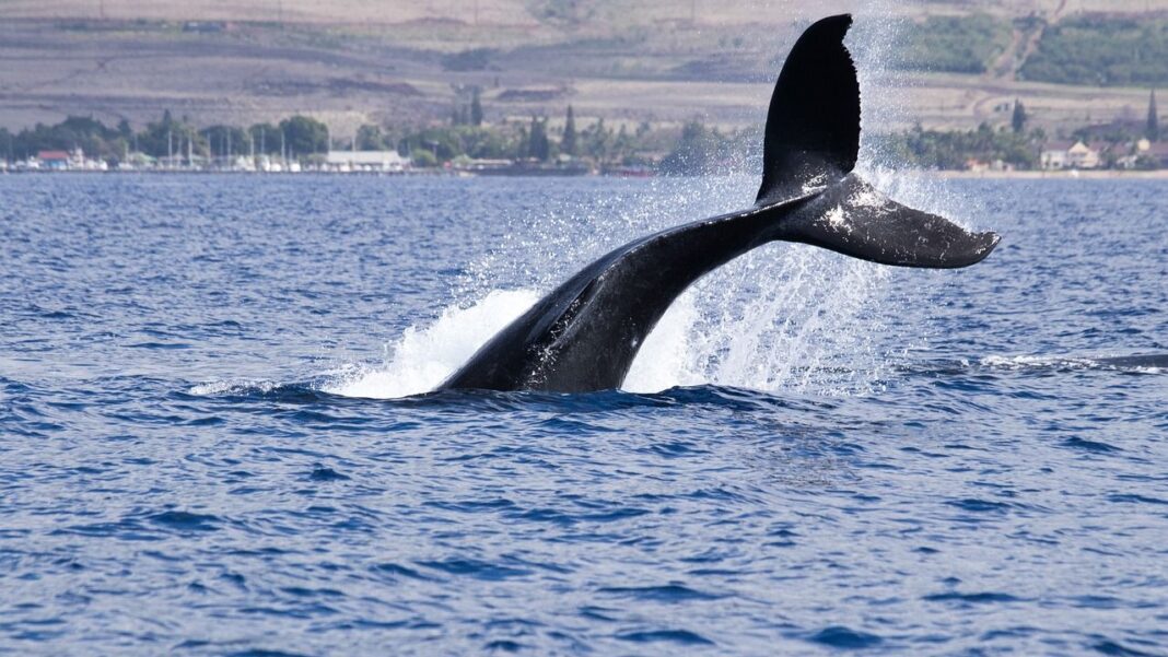 BTC Price Rangebound as Whales Begin Strategic Distribution